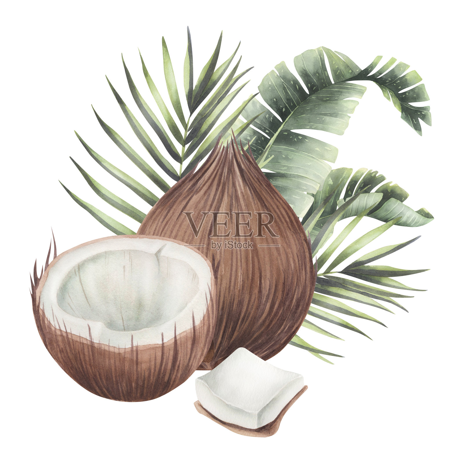 水彩画组成与椰子和树叶分离。插画图片素材