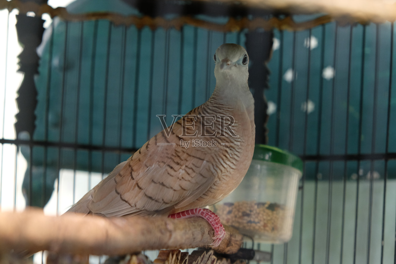 斑马。照片摄影图片