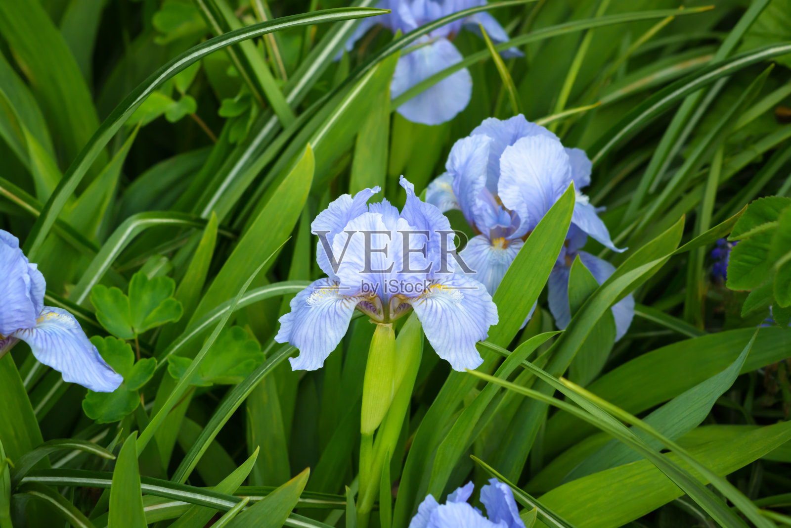 淡紫丁香鸢尾花在绿色模糊的背景与草照片摄影图片