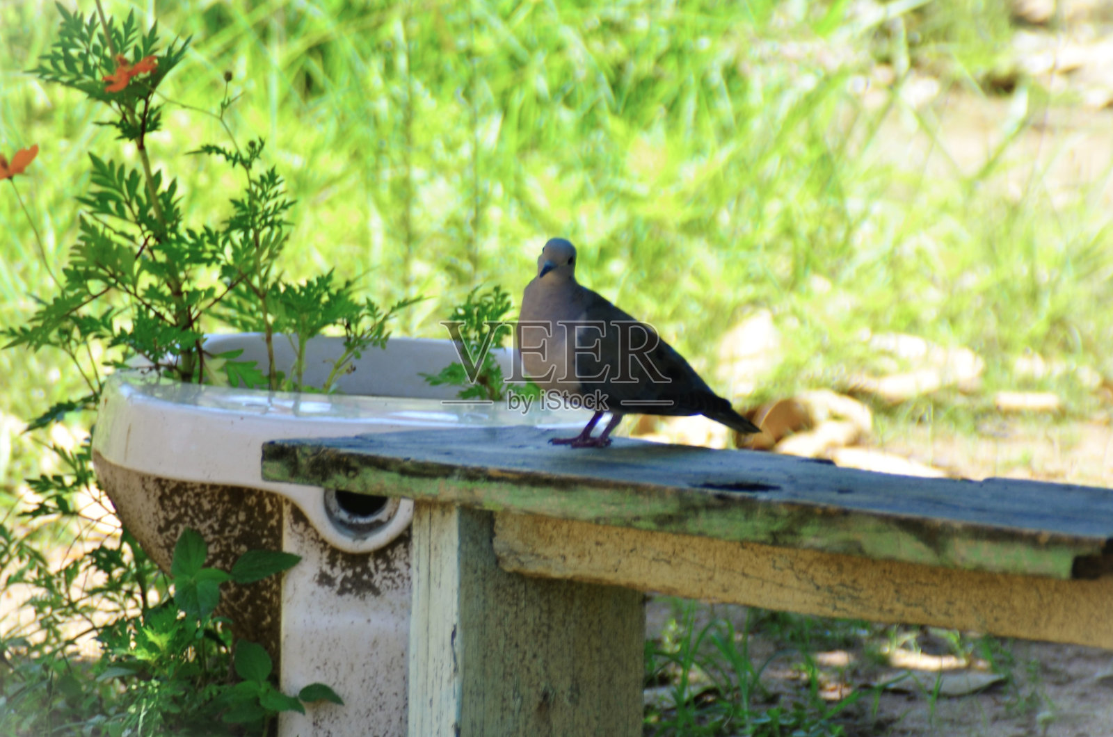 田野里长凳上的一只耧斗菜照片摄影图片