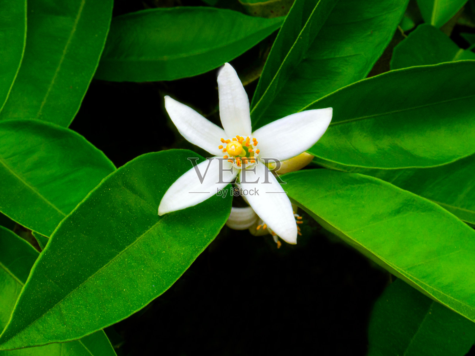 瓦伦西亚橙和橙花。西班牙。春天收获照片摄影图片