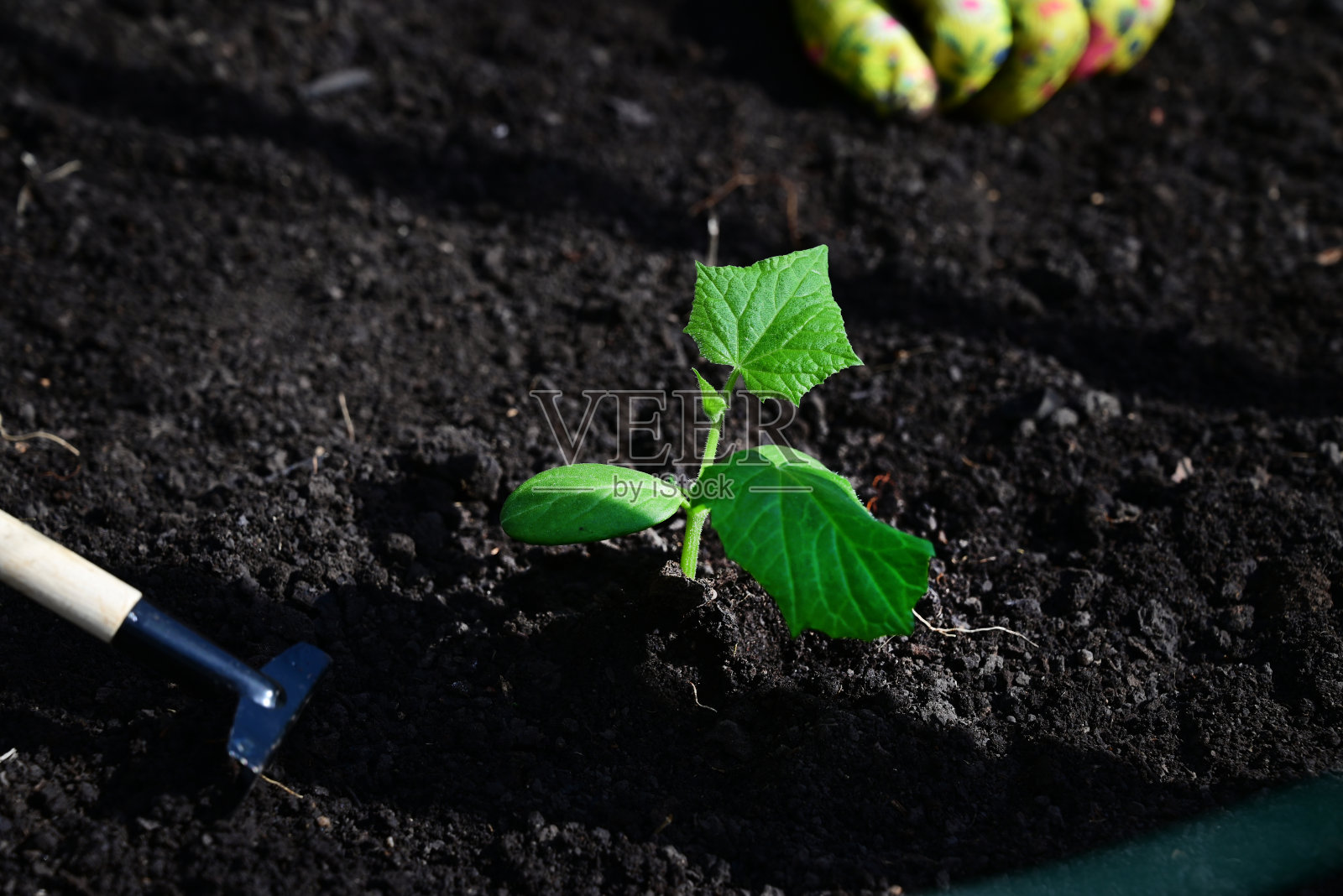 一位戴着手套的妇女正在把黄瓜苗、西红柿从花盆里移栽到地里,春天在花园里干活,生态产品的概念照片摄影图片