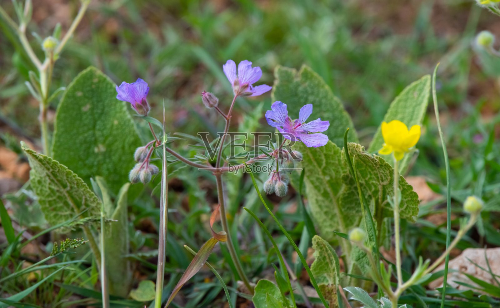 结节鹤嘴(Geranium tuberosum var. tuberosum)照片摄影图片