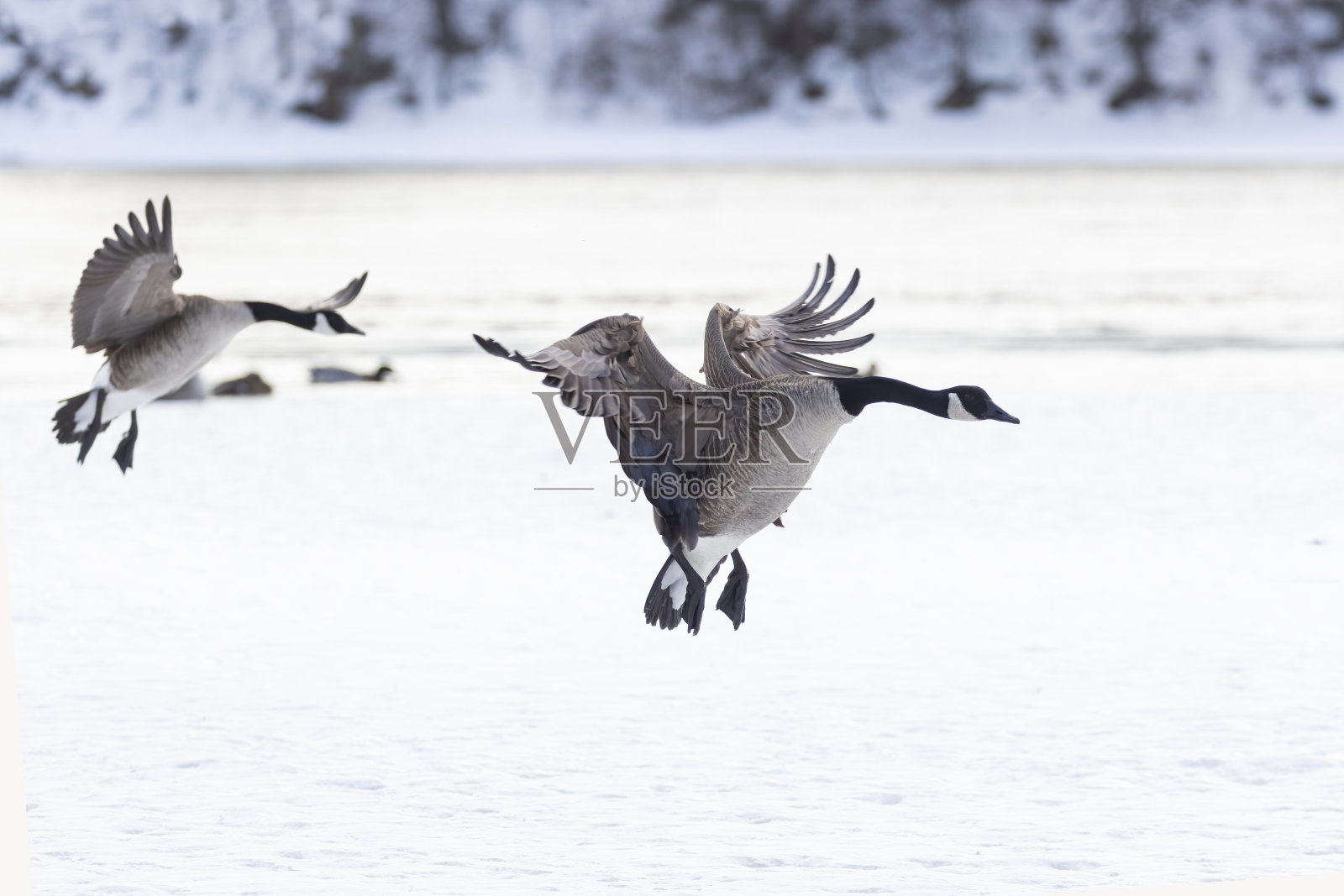 冬天的加拿大鹅照片摄影图片