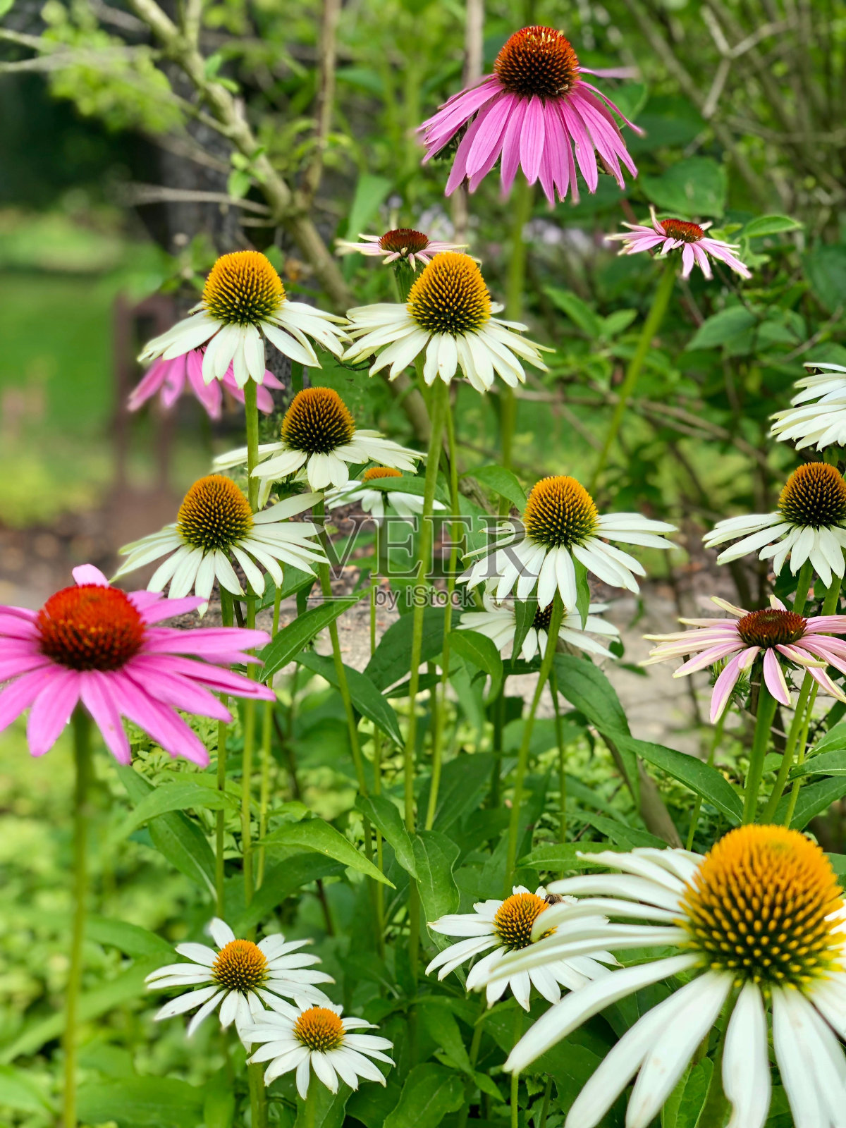 郁郁葱葱的绿色草坪上,一排生机勃勃的圆锥花照片摄影图片
