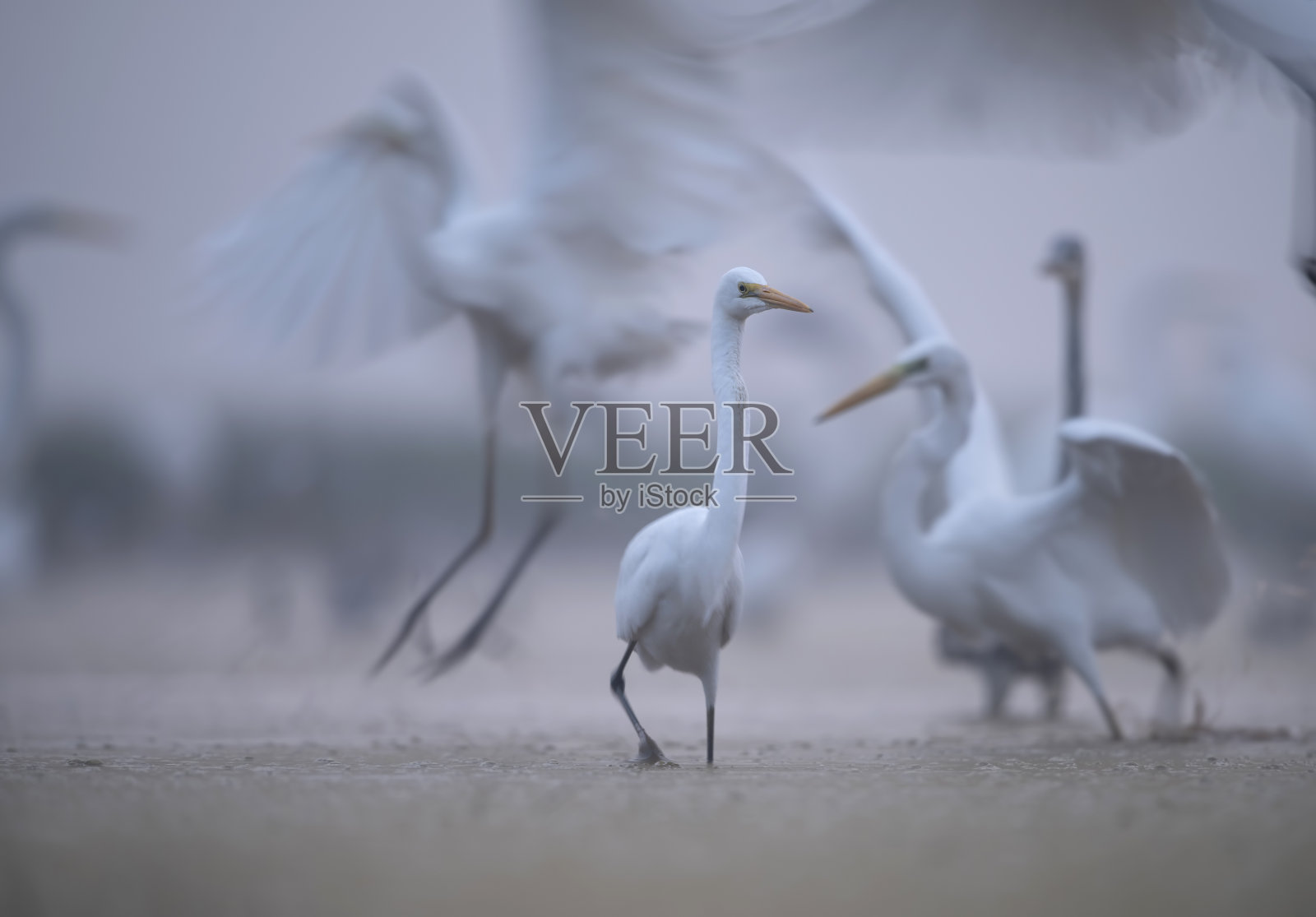 清晨的大白鹭照片摄影图片