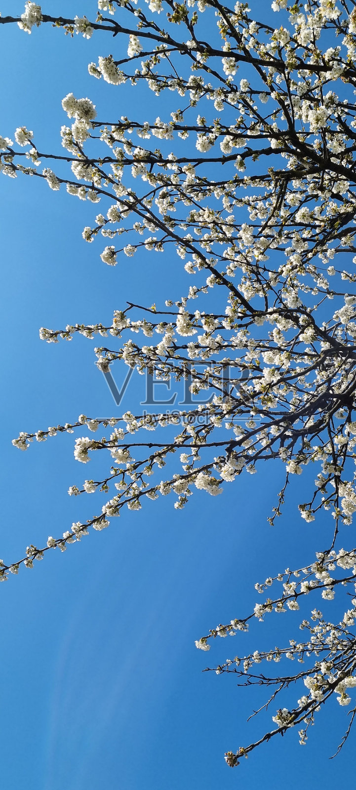 洁白的春花映着蔚蓝的天空照片摄影图片