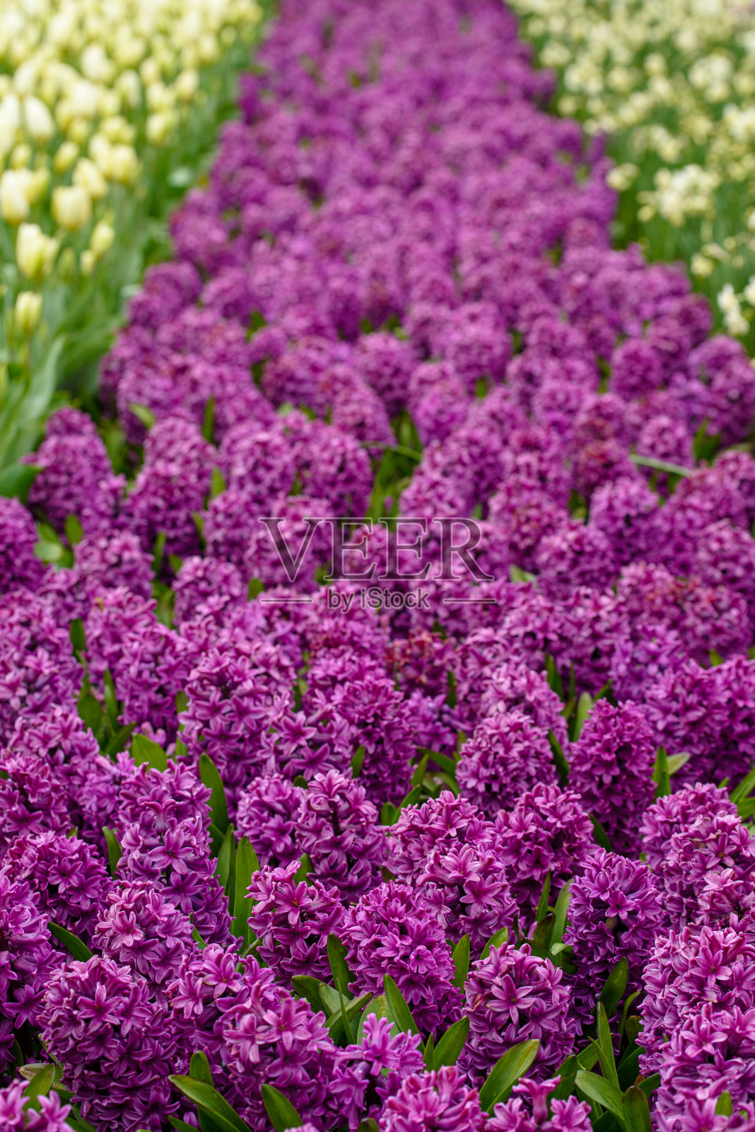 来自荷兰的郁金香照片摄影图片