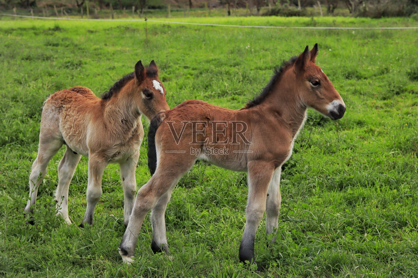 一些马驹在田野里玩耍的照片。阿斯图里亚斯。照片摄影图片