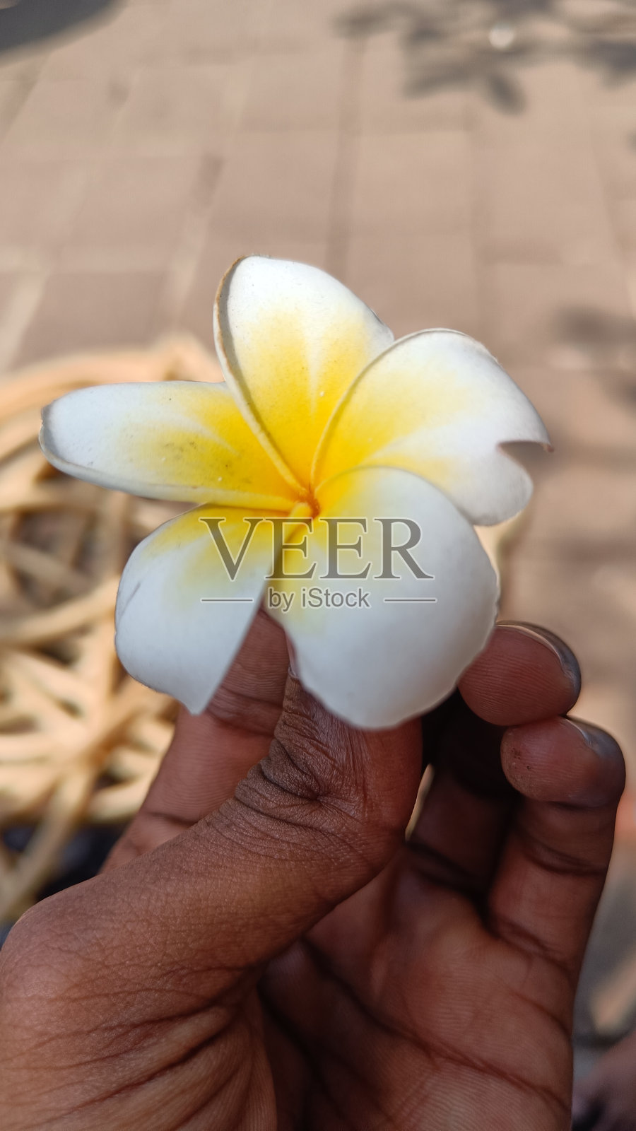 美丽的黄白百合花在手照片摄影图片