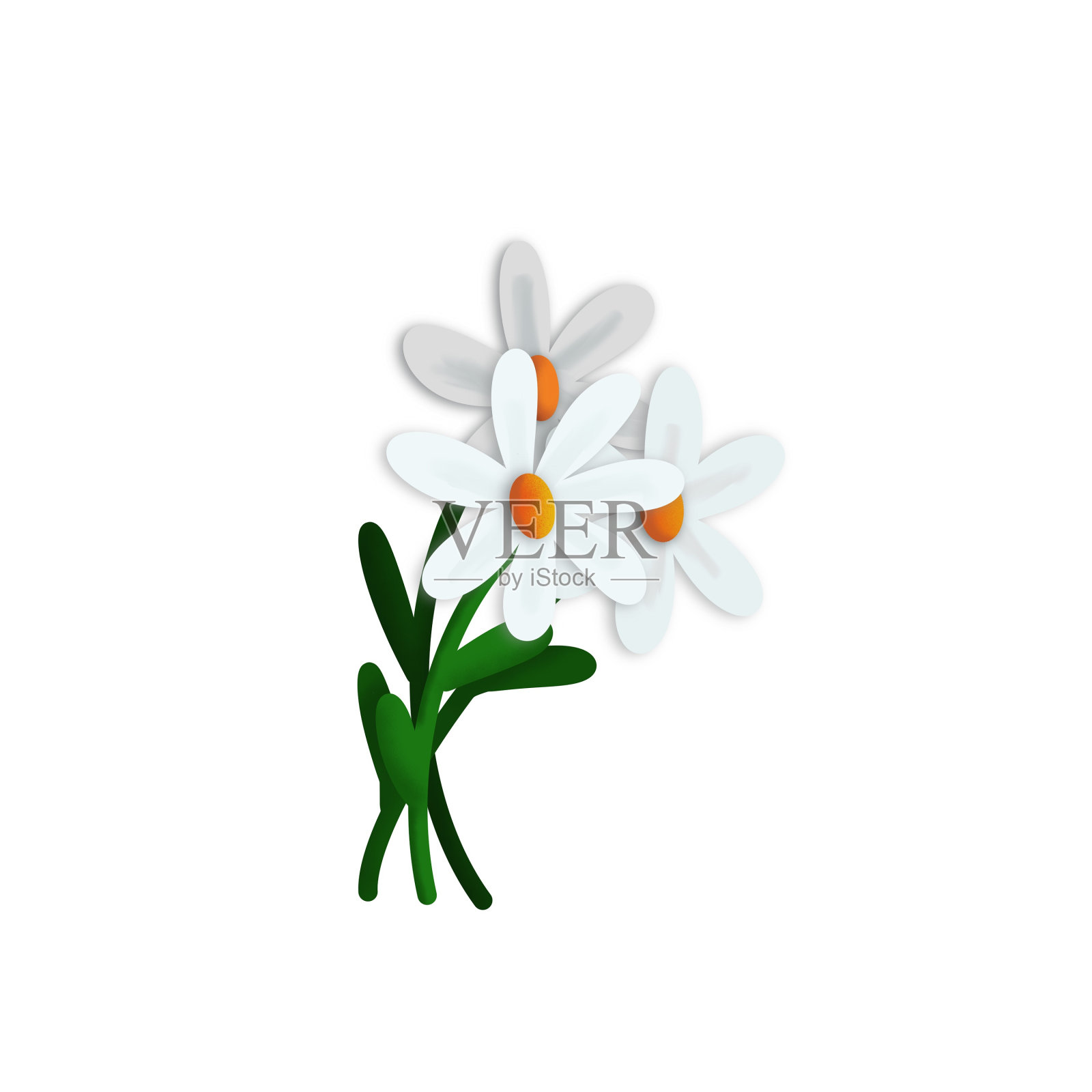 花束的三个雏菊隔离在白色,数字插图插画图片素材