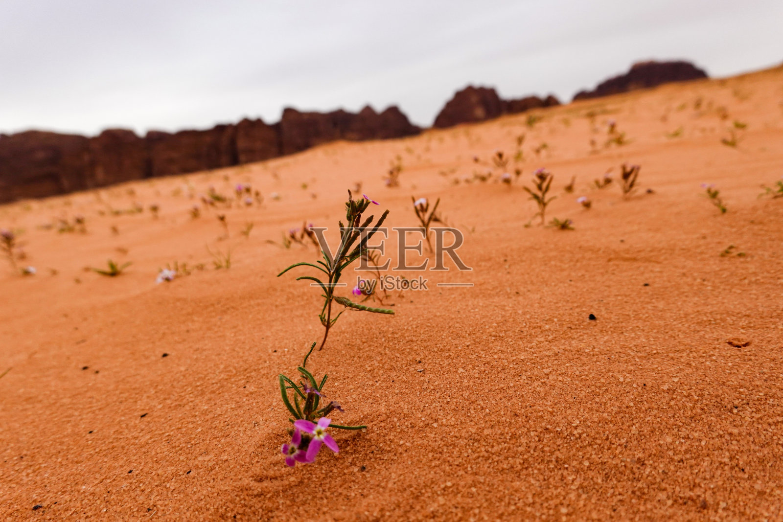 瓦迪拉姆,约旦照片摄影图片