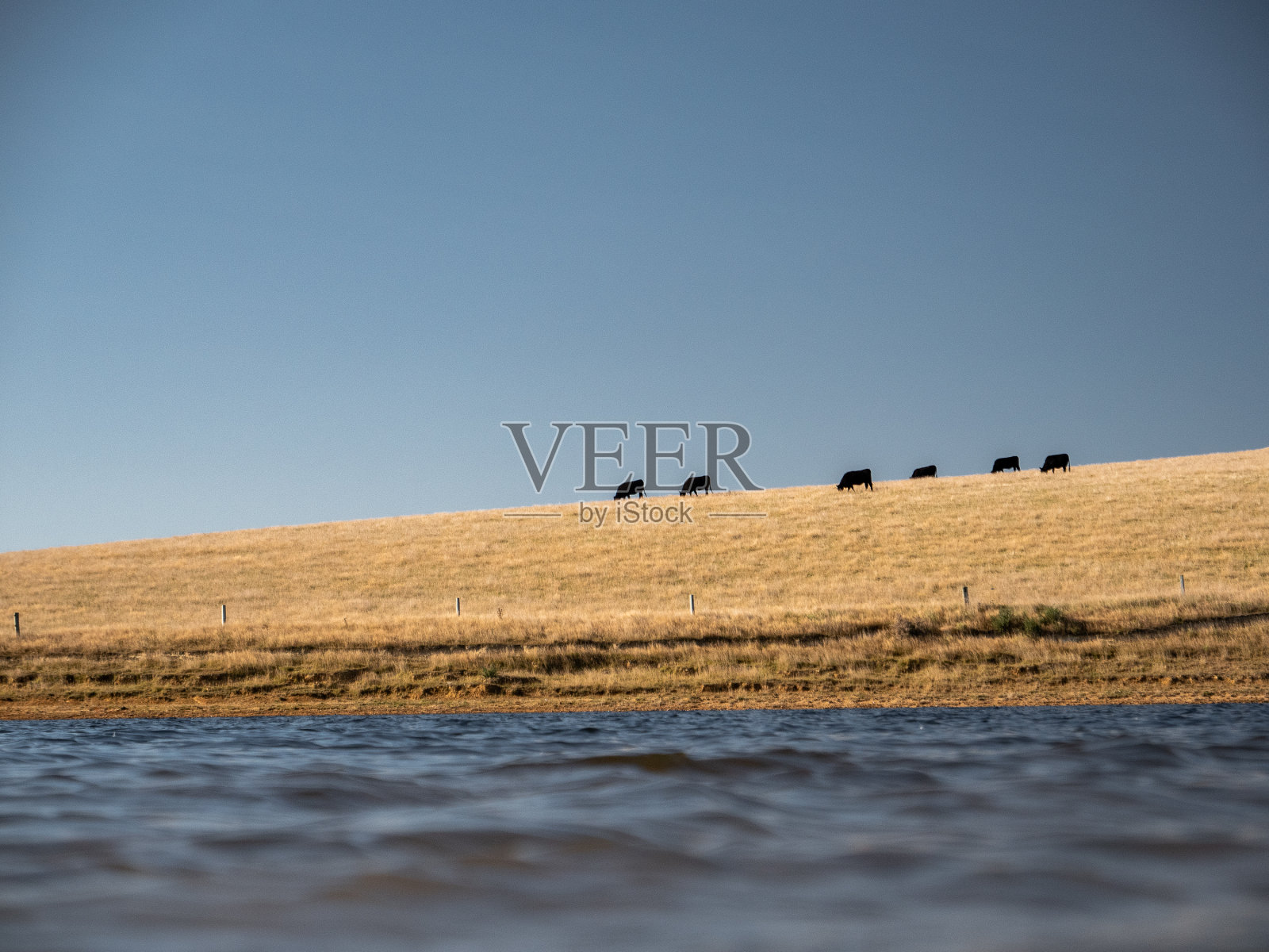 奶牛在旱地上的湖面上照片摄影图片