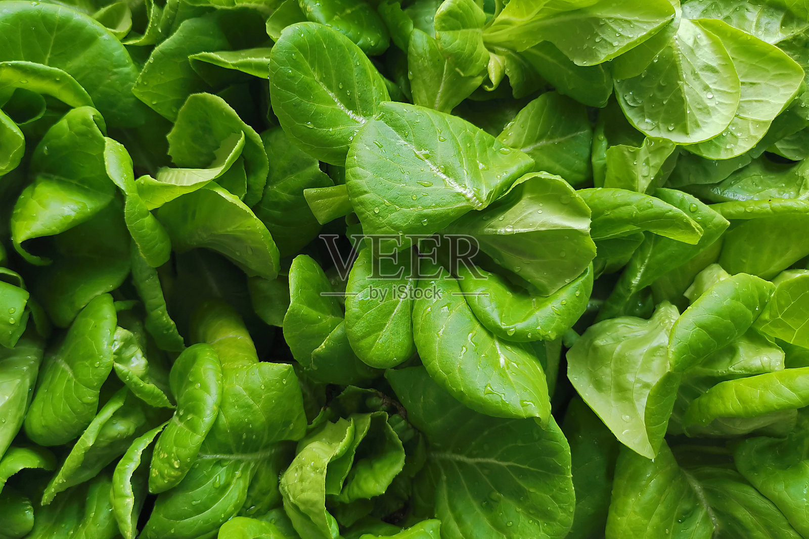 绿色蔬菜叶照片摄影图片