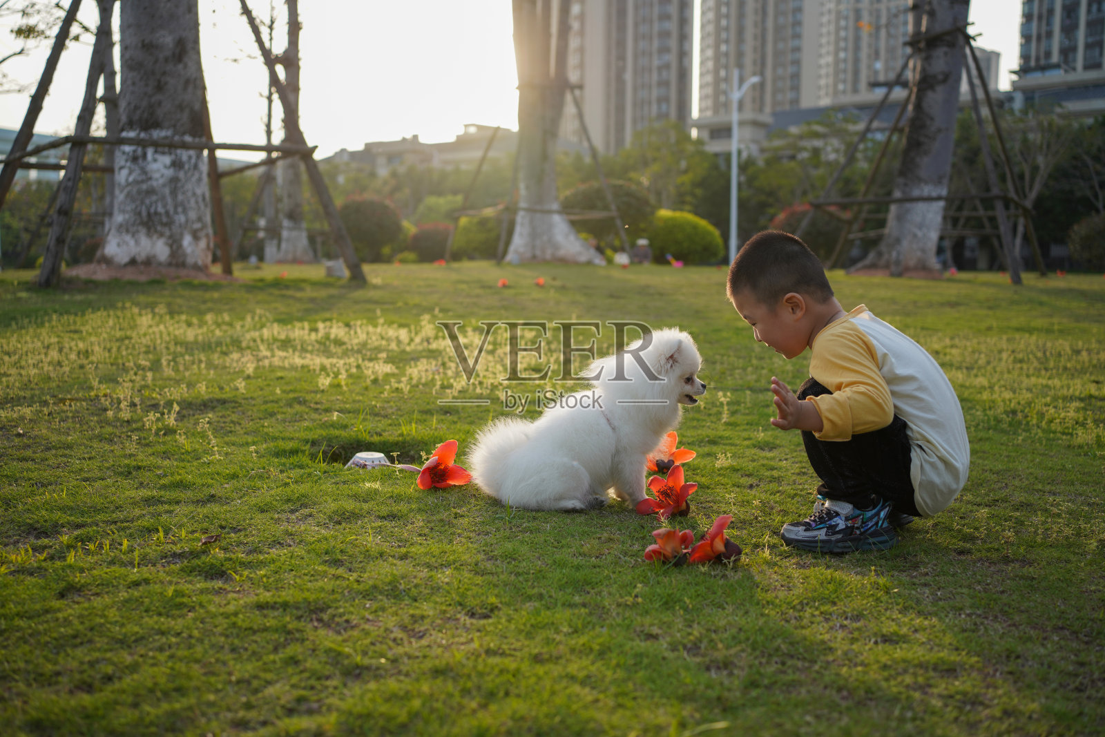 一个亚洲男孩和一只博美犬在草地上玩耍照片摄影图片