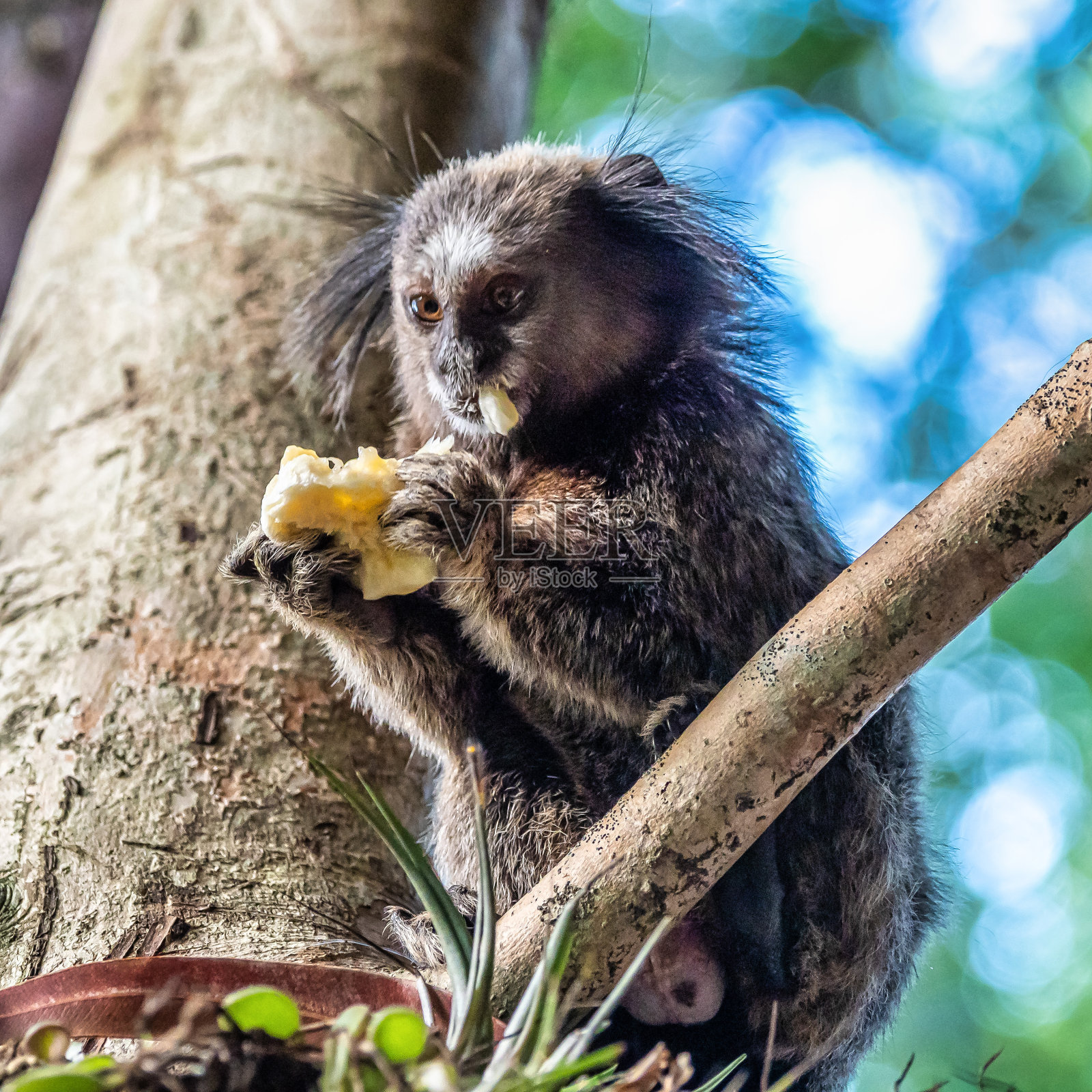巴西圣卡塔琳娜州弗洛里亚诺波利斯坎佩切市的黑绒狨猴。照片摄影图片