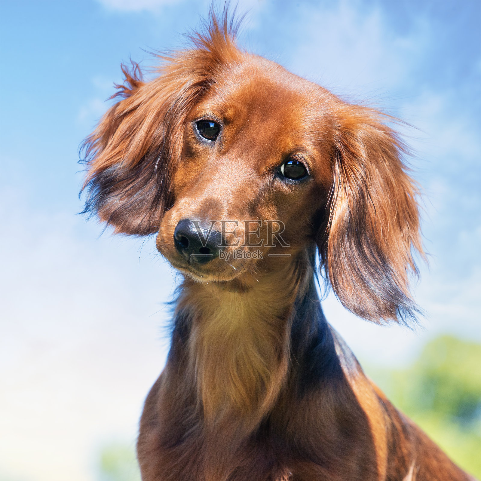 漂亮的狗照片摄影图片