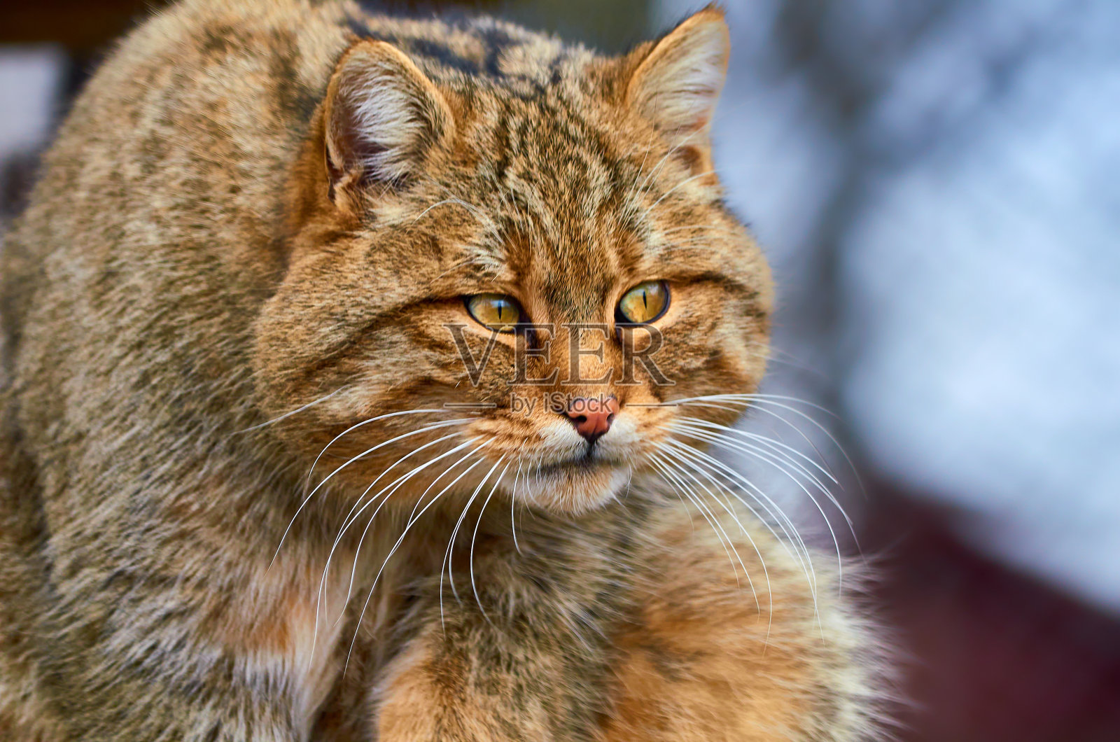 一只欧洲野猫的特写肖像。照片摄影图片
