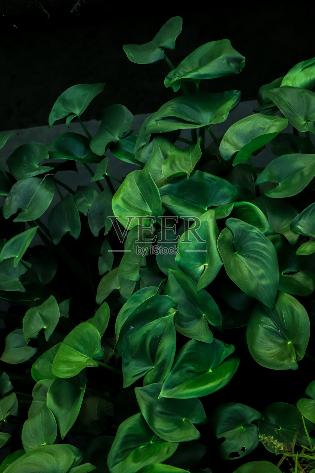 绿叶质感。叶子纹理背景照片摄影图片