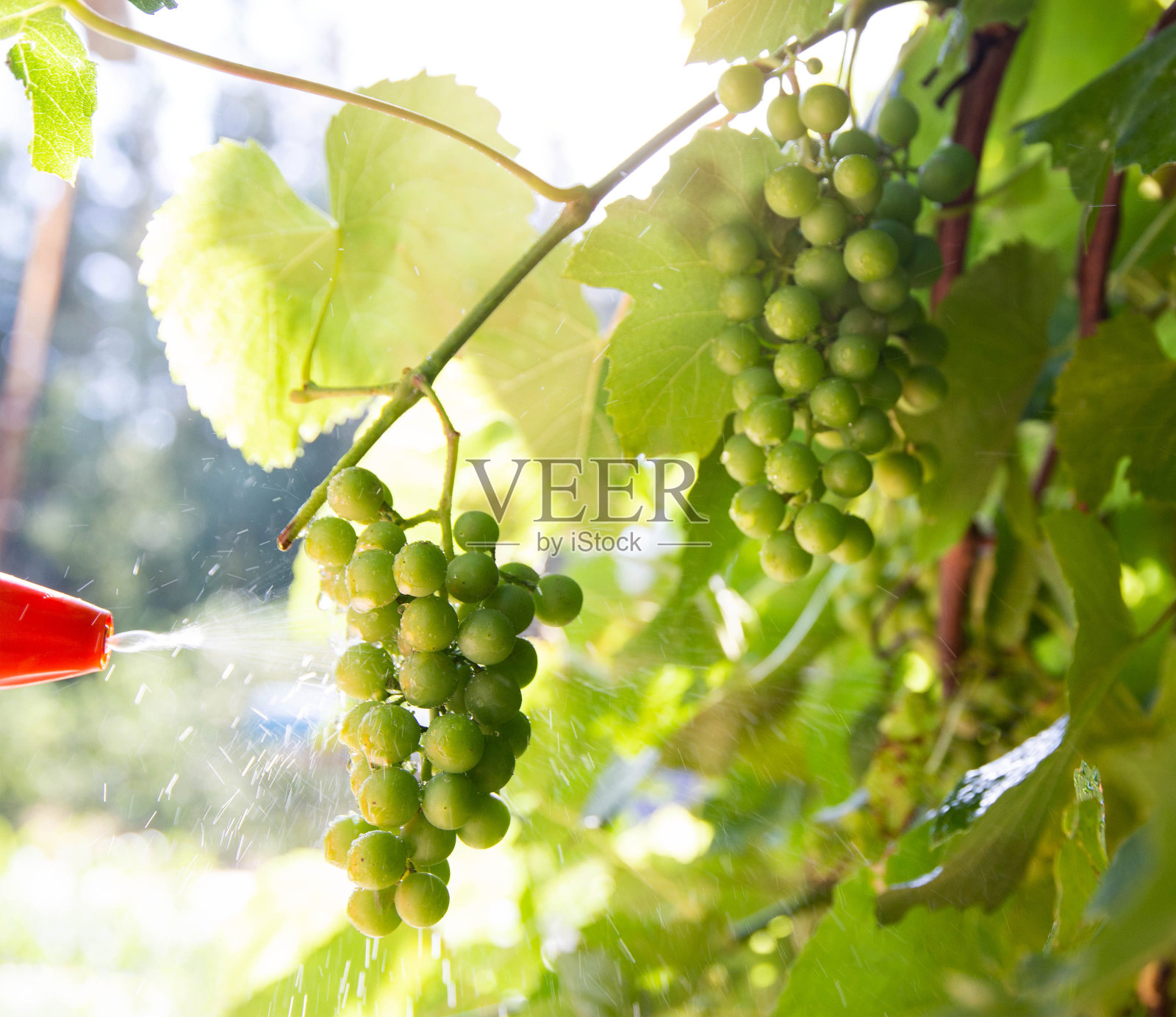 用一种特殊的化学溶液使葡萄免于病虫害。在阳光明媚的日子里加工葡萄。文本复制空间照片摄影图片