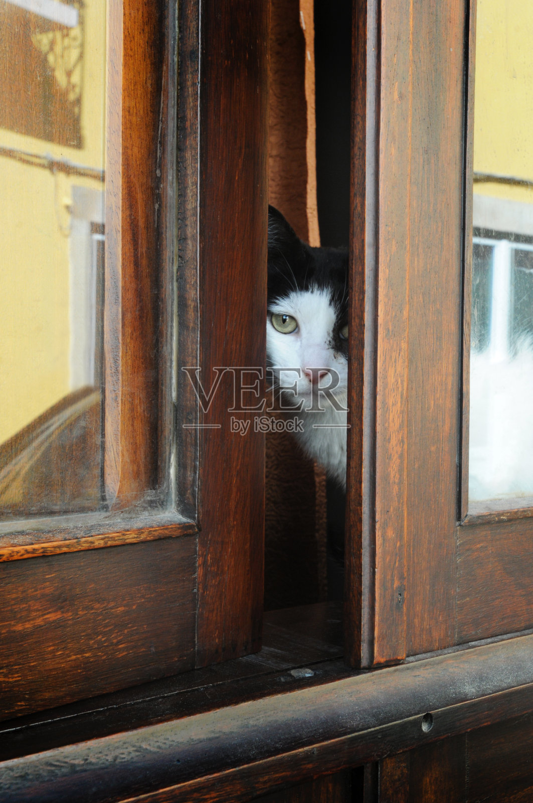 猫照片摄影图片