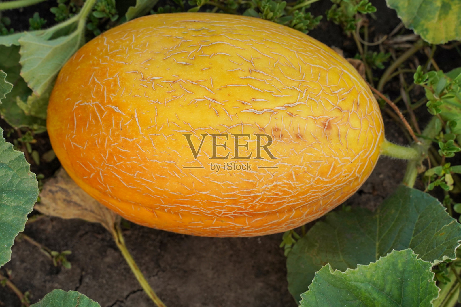 田间生长的新鲜、成熟、多汁的瓜。农田里的瓜。俯视图,特写。照片摄影图片