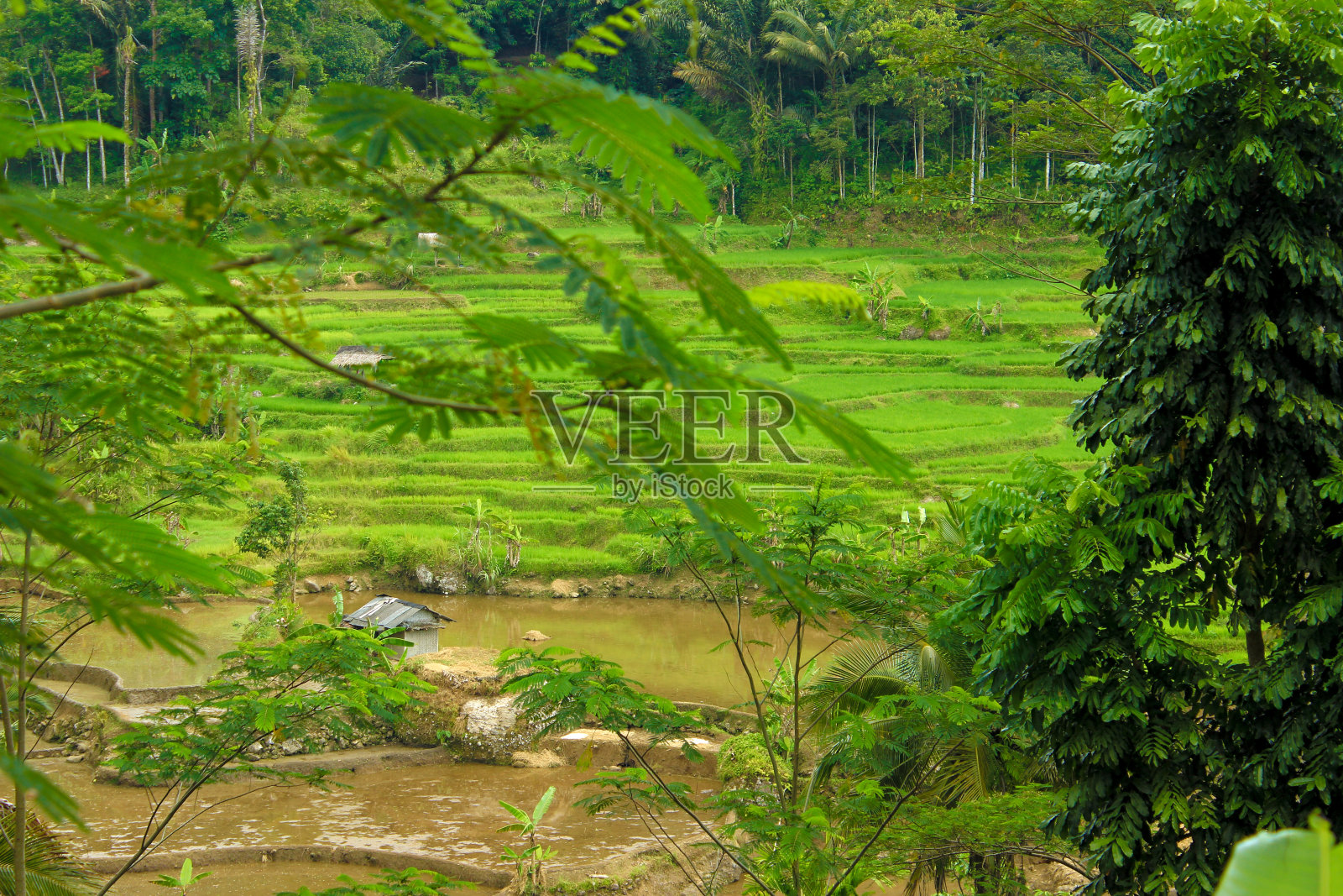 景观热带自然,绿油油的稻田和树木照片摄影图片