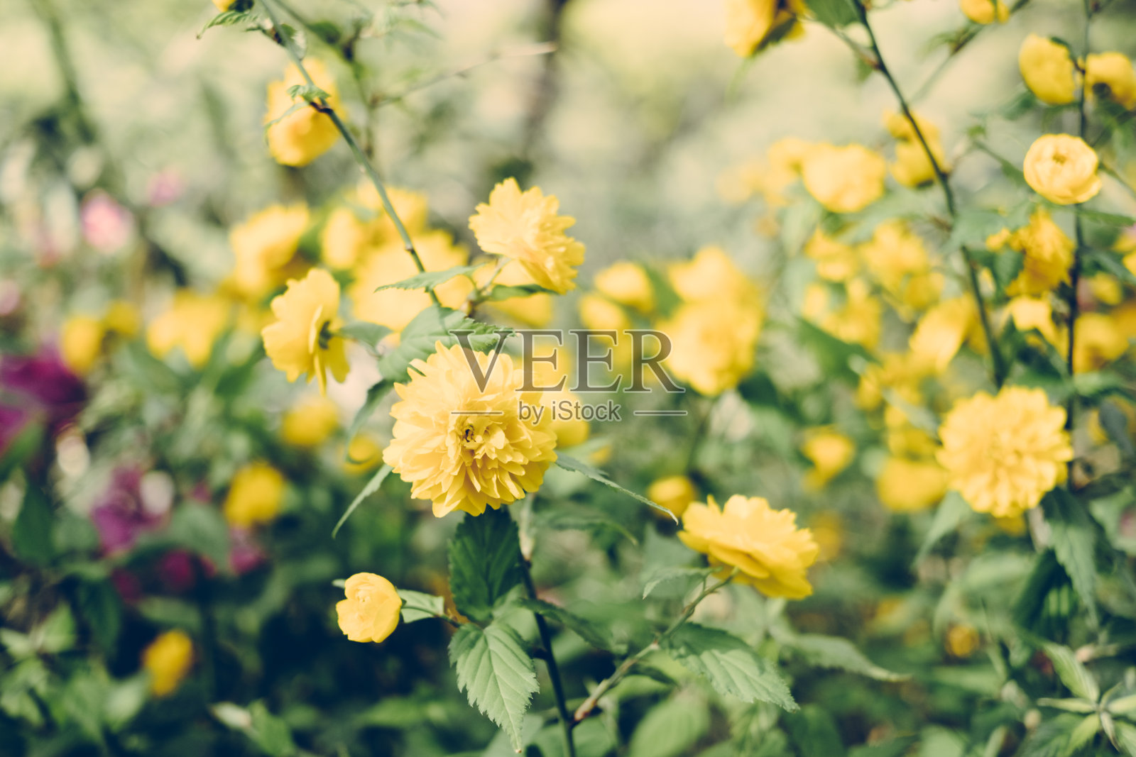 日本中国棣棠属照片摄影图片