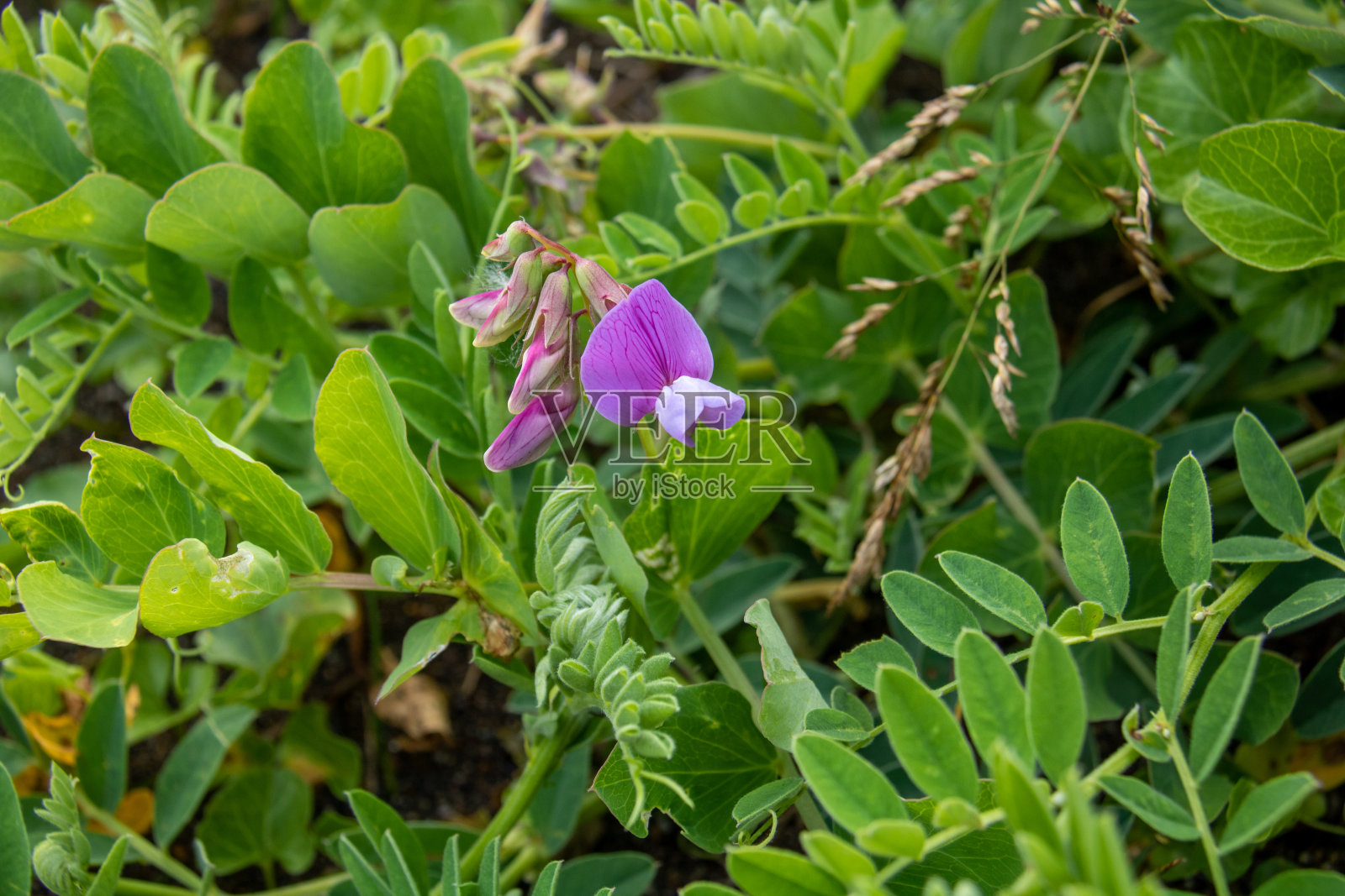 海滩上紫色的花照片摄影图片
