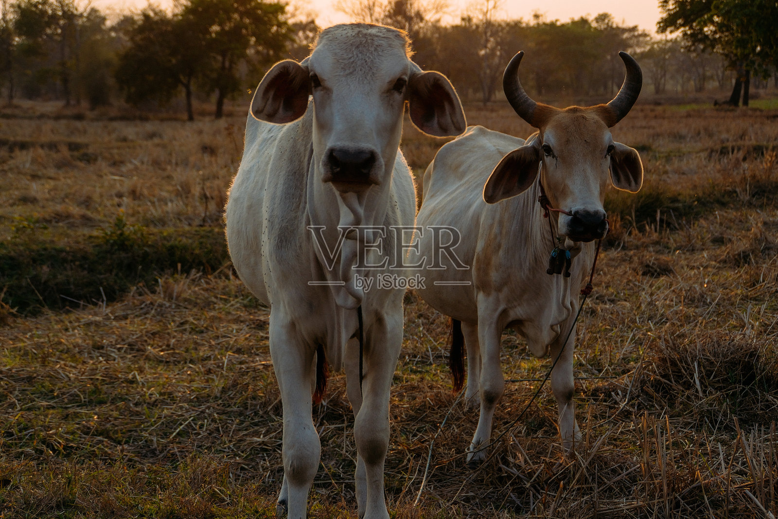 泰国的牛照片摄影图片