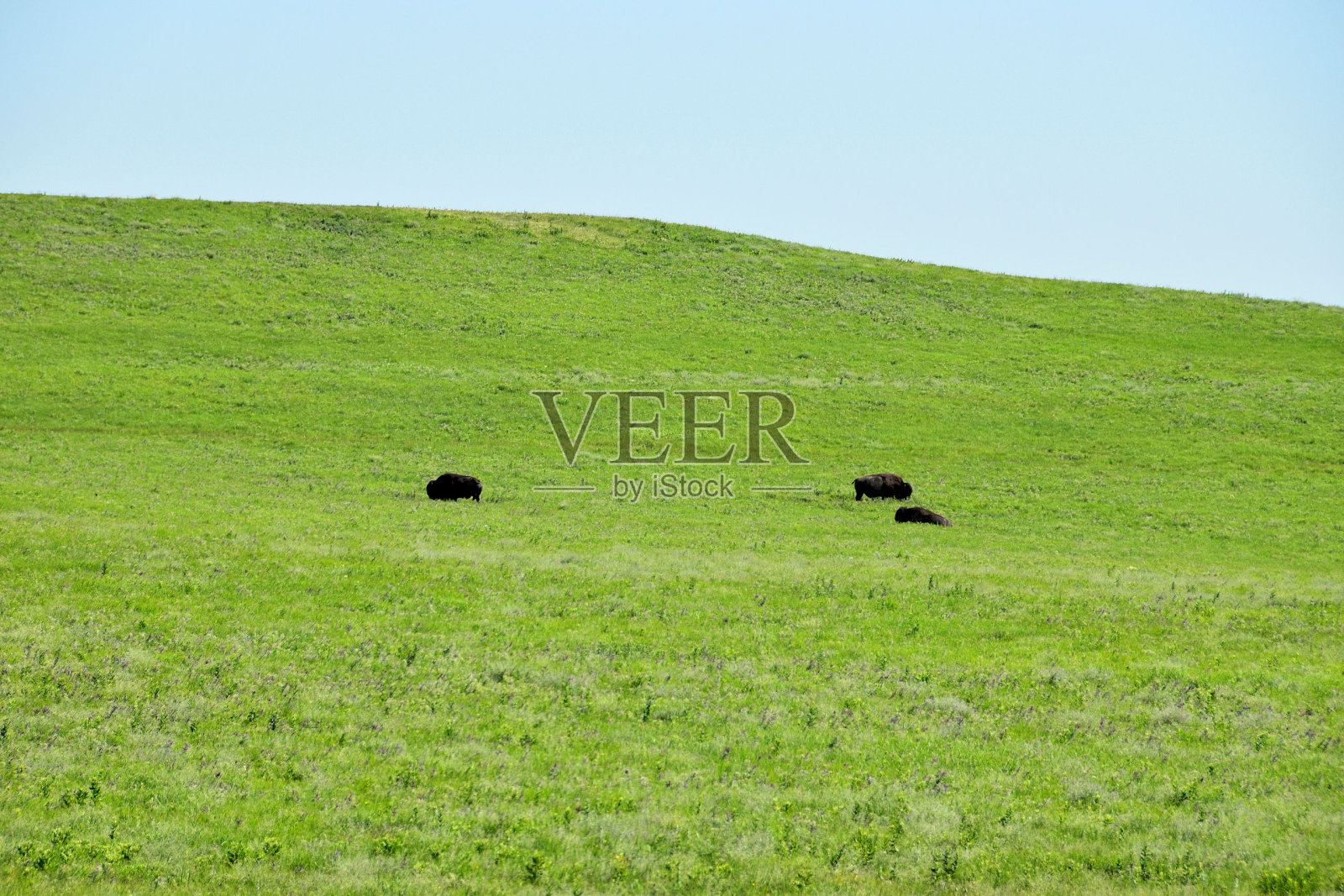 奶牛在碧蓝的天空下,在郁郁葱葱的草地上吃草照片摄影图片
