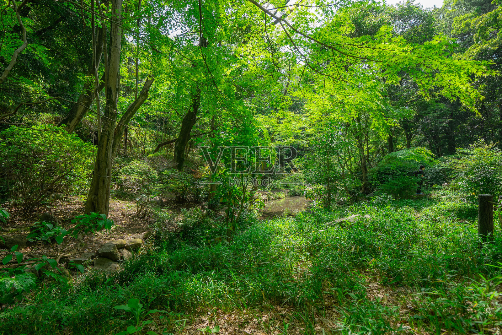 东京公园里美丽的树木和天空照片摄影图片