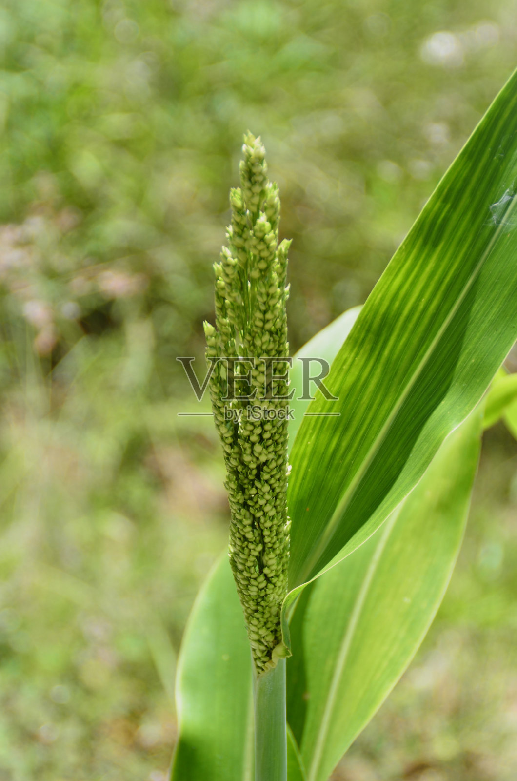 田野里的双色高粱花照片摄影图片