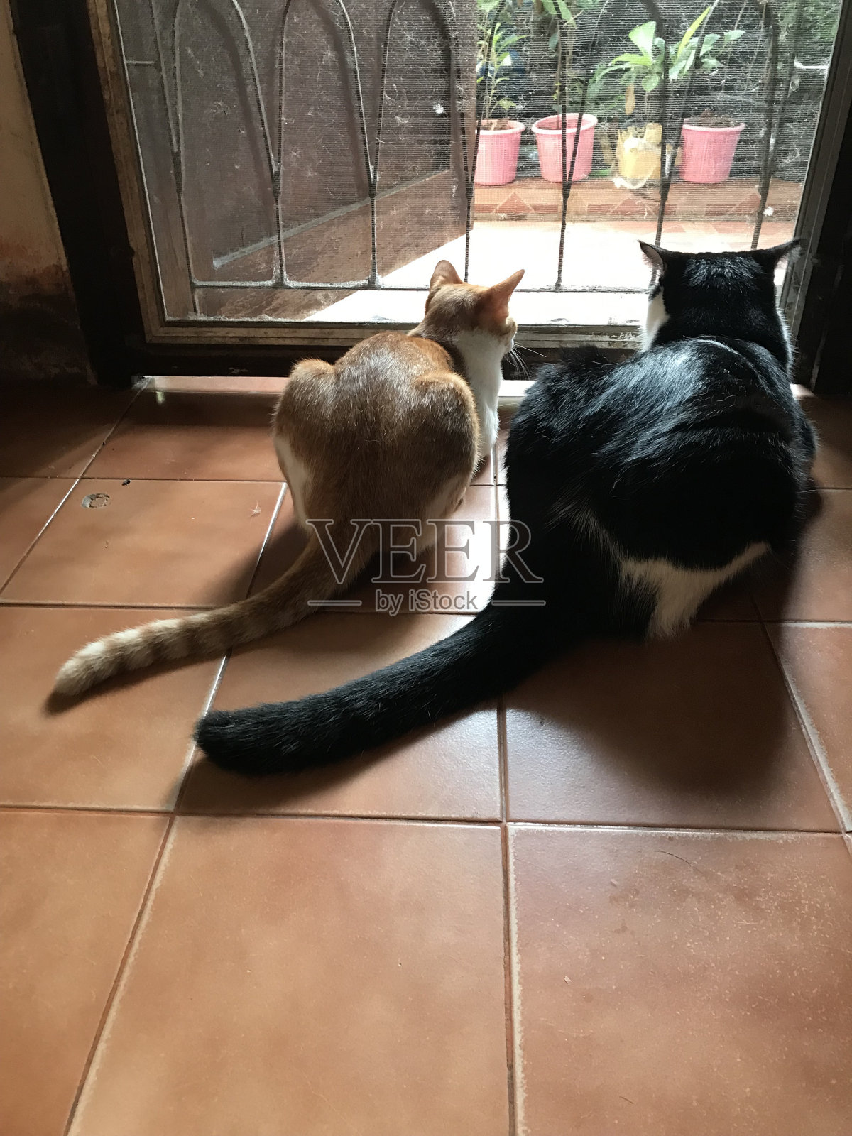 C008照片摄影图片