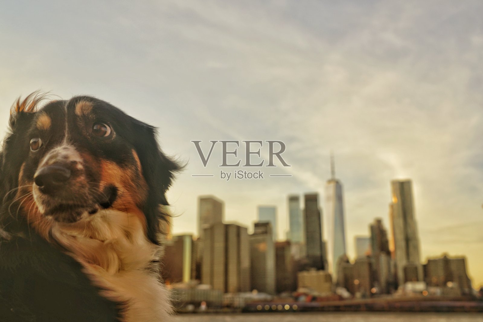 布鲁克林dumbo的一只狗照片摄影图片