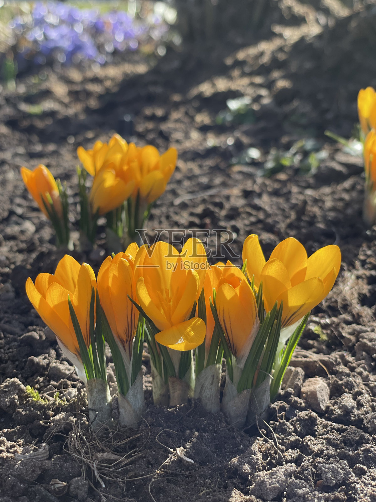 橘黄色番红花照片摄影图片