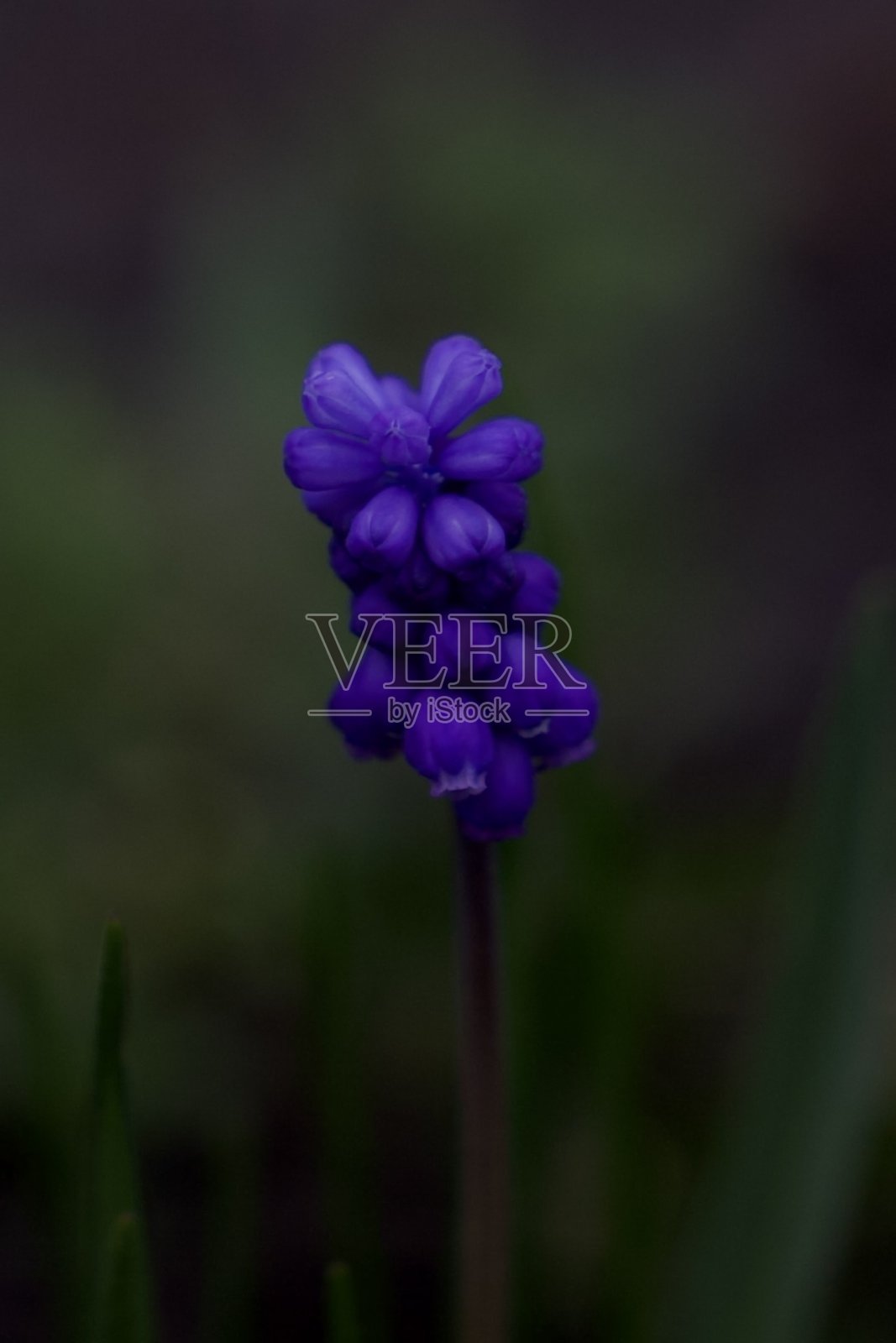 紫色的花照片摄影图片