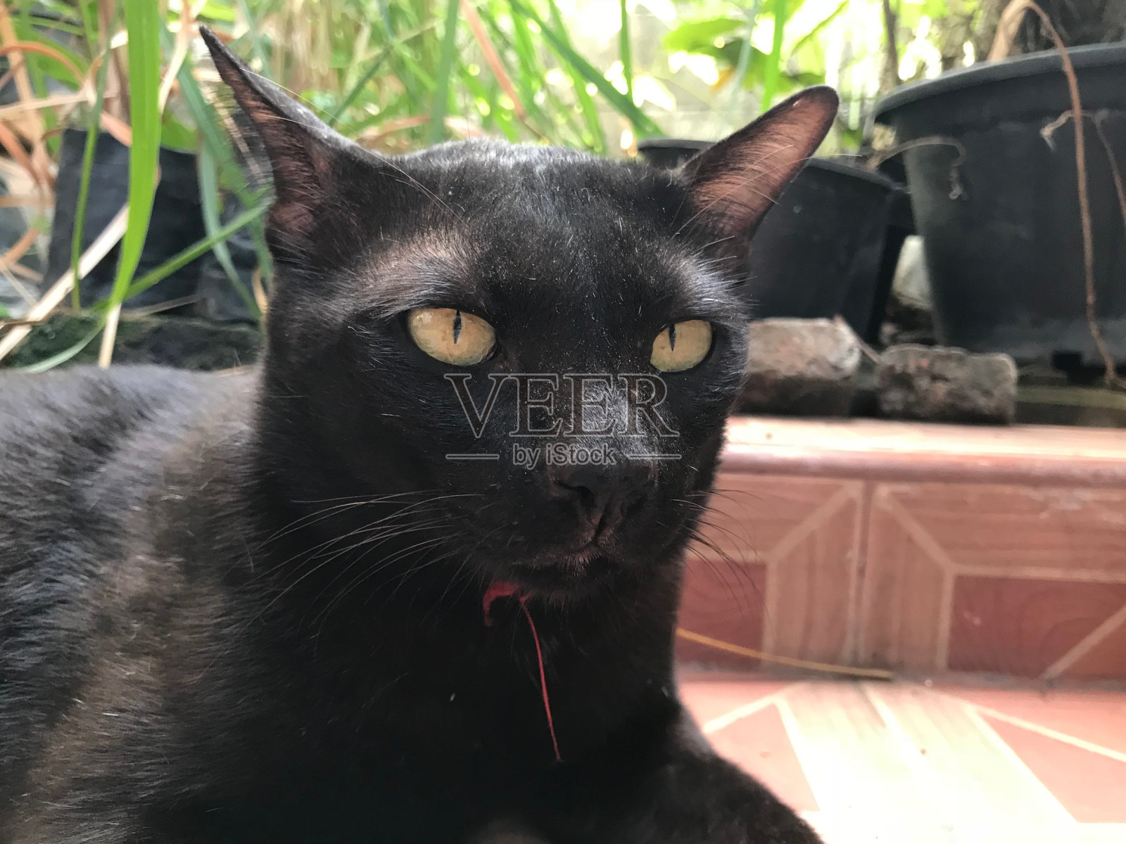 C018照片摄影图片