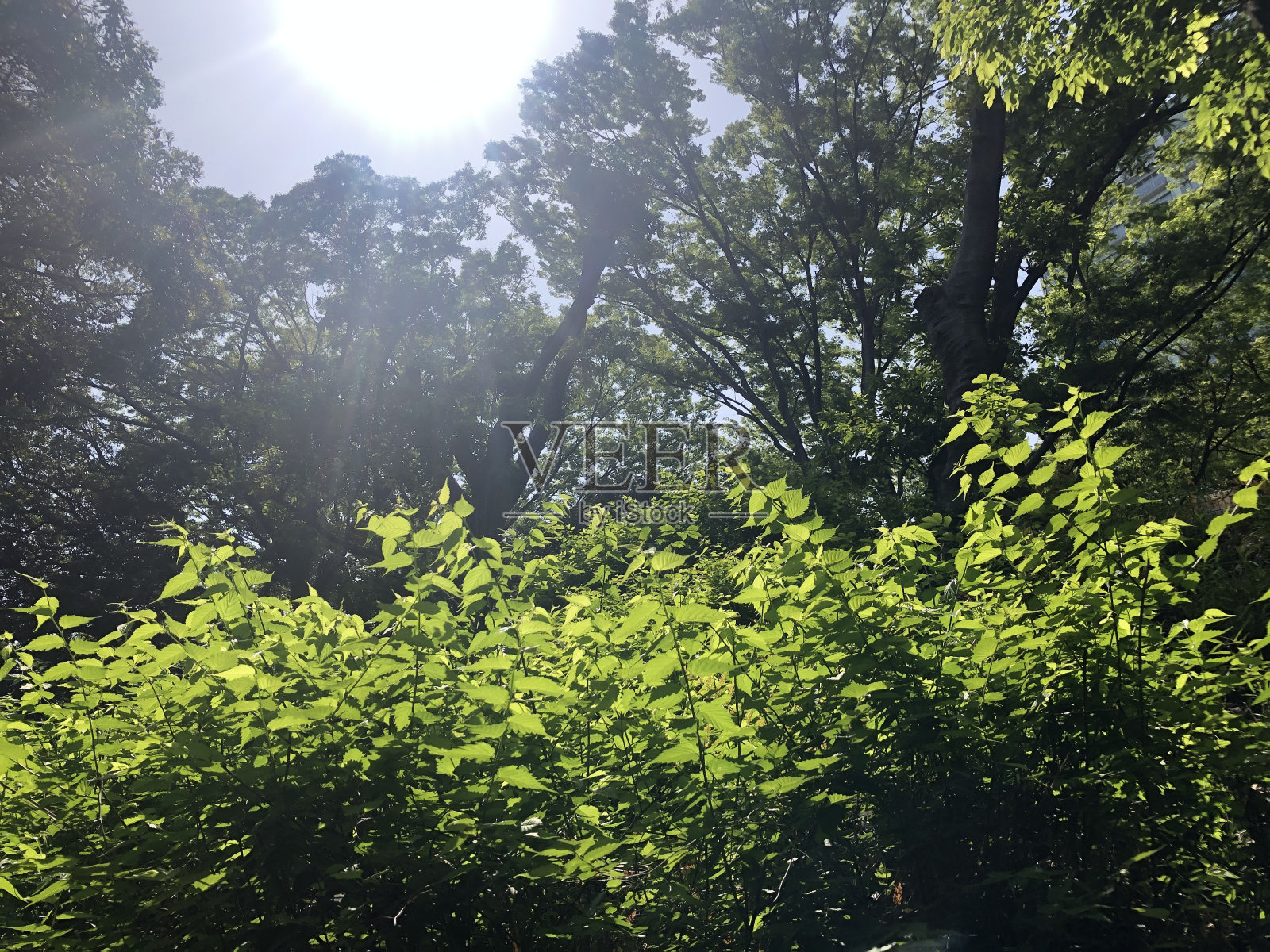 日本风景照片摄影图片