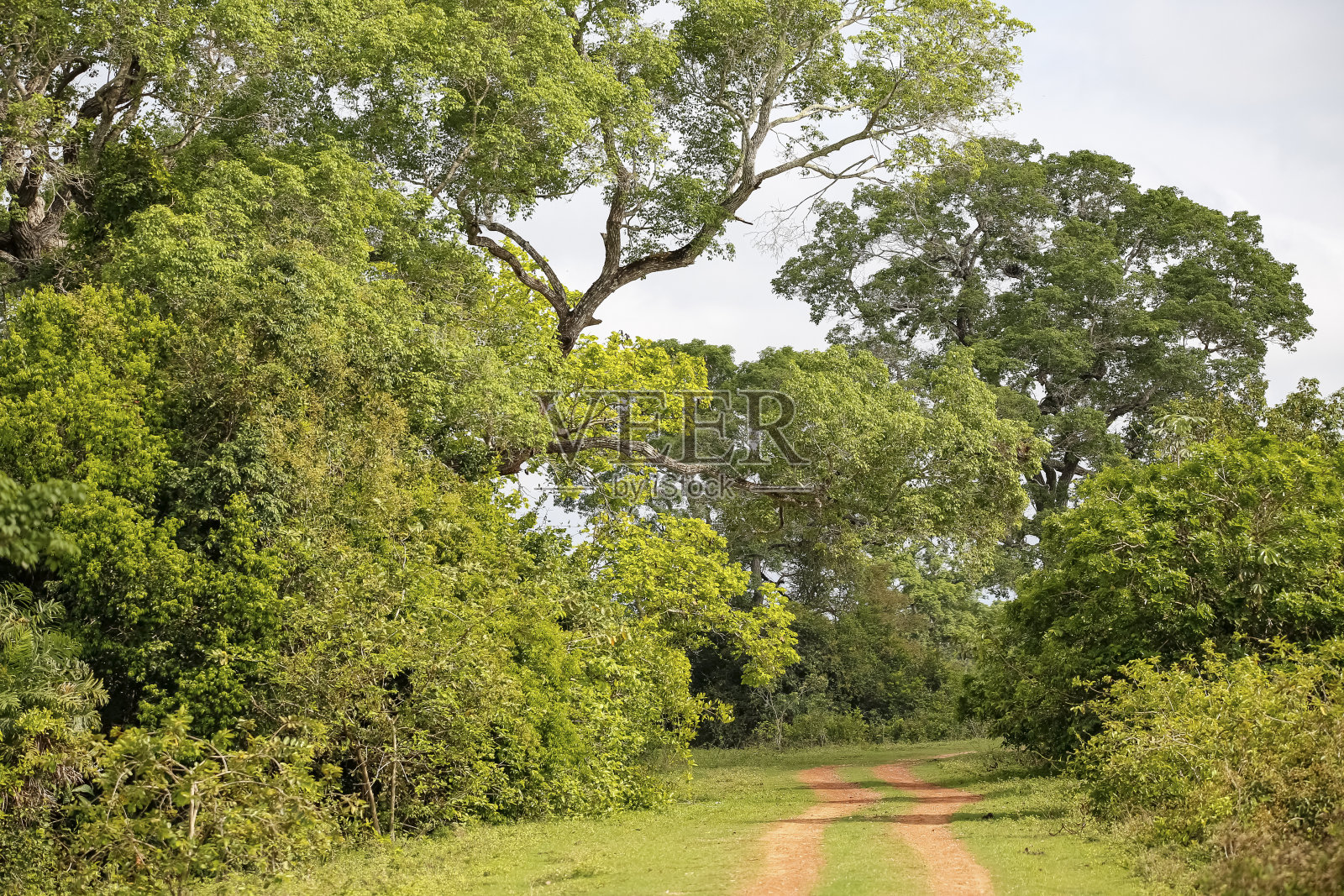 在巴西马托格罗索州潘塔纳尔湿地,典型的田园诗般的乡村道路穿过森林照片摄影图片