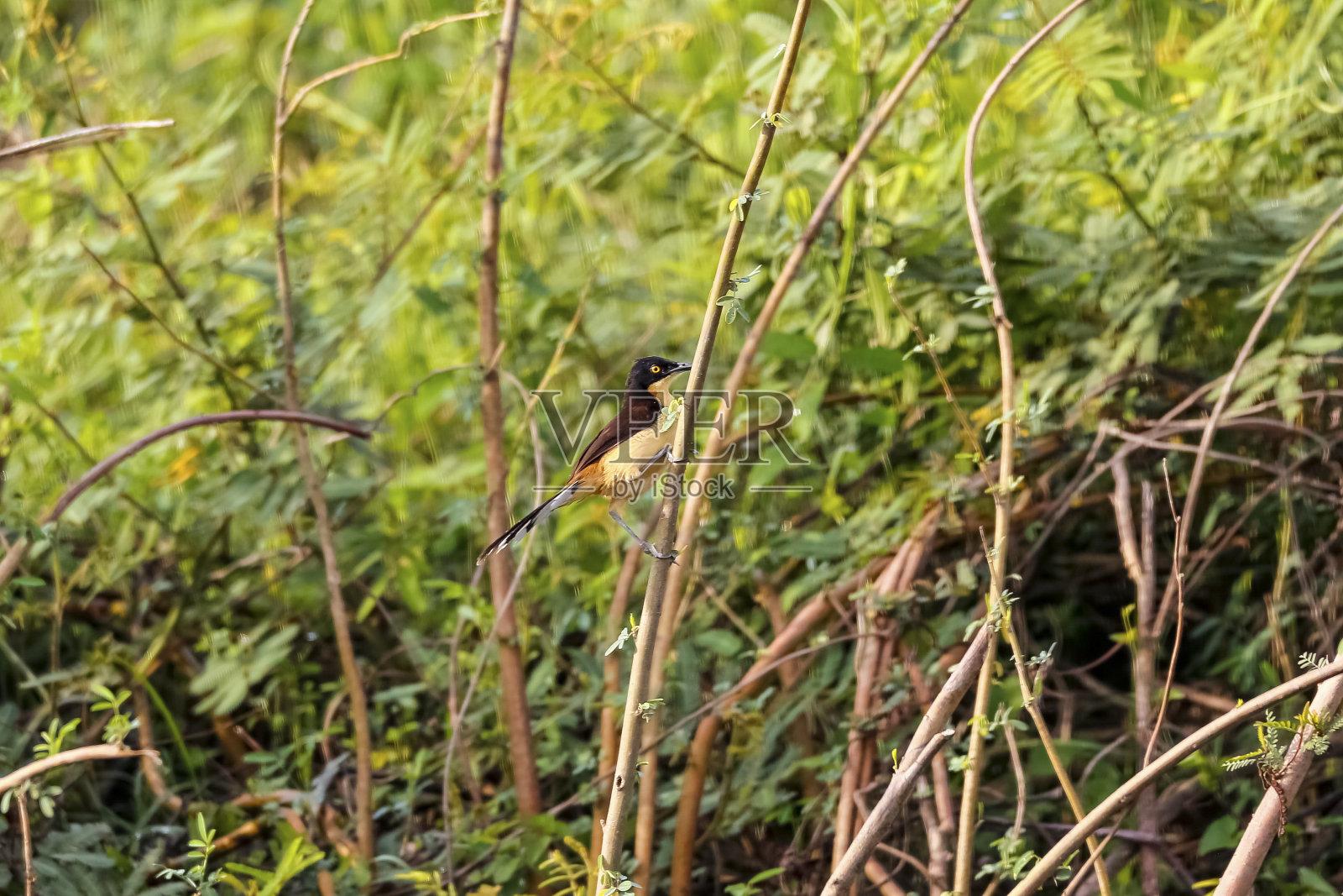 巴西马托格罗索州潘塔纳尔湿地,黑冠多纳比乌斯坐在绿色背景下的小树枝上照片摄影图片