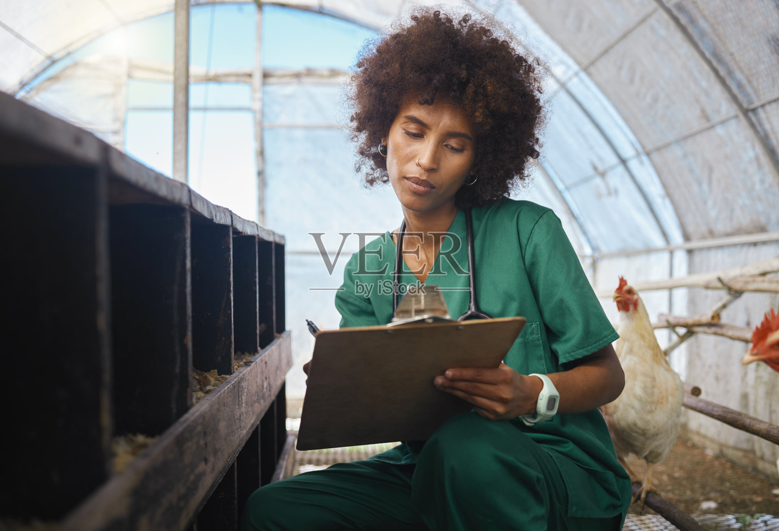 兽医,农场和黑人妇女在剪贴板上写鸡的健康检查表,健康和检查。家禽养殖、保健和护士为医疗报告、分析和结果写笔记照片摄影图片