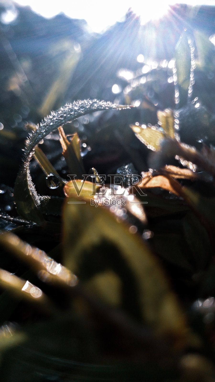 早晨的阳光照片摄影图片