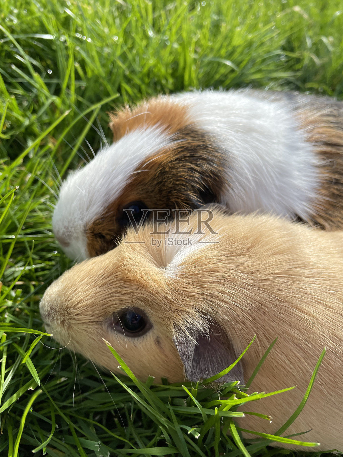 在封闭的花园里奔跑的豚鼠照片摄影图片