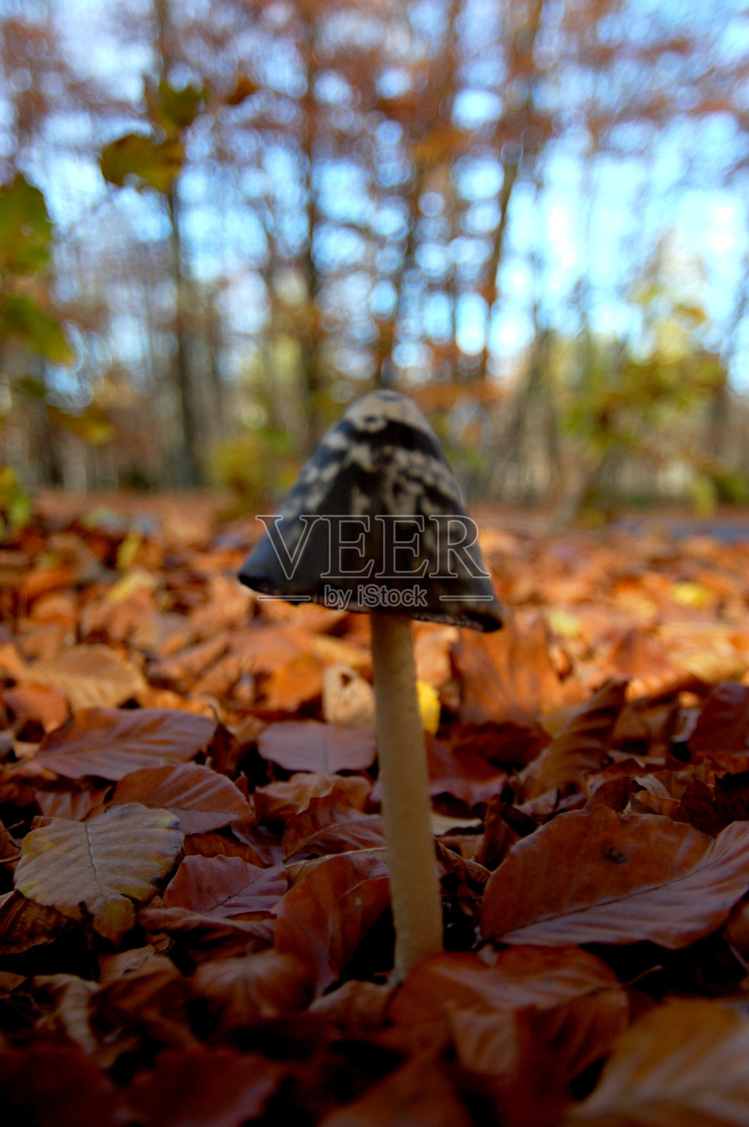 木照片摄影图片