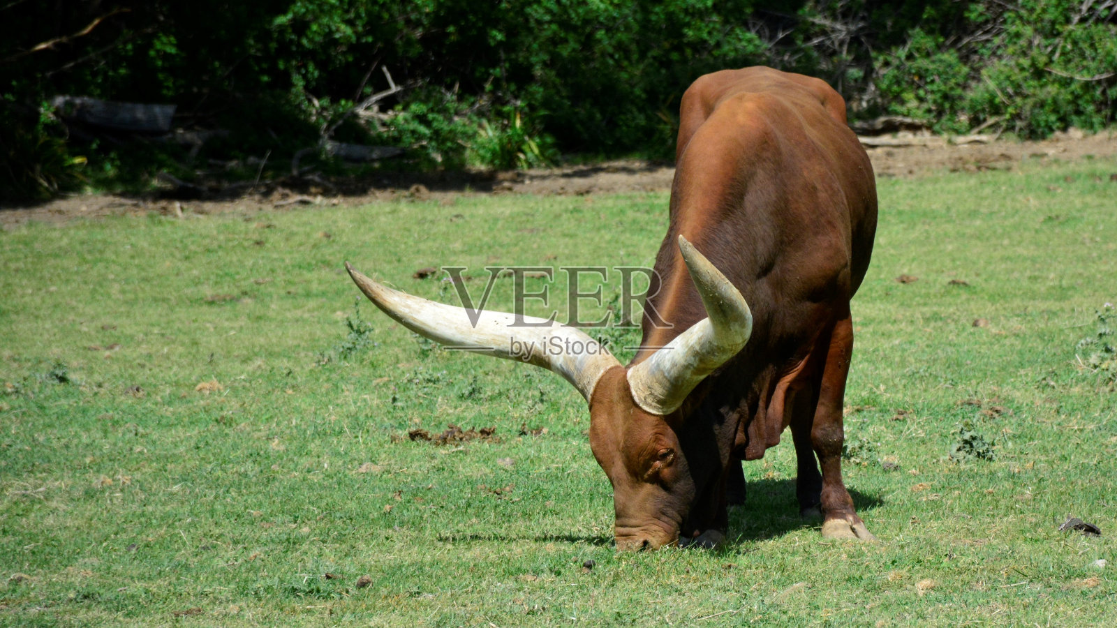 男性瓦图斯股票图像照片摄影图片