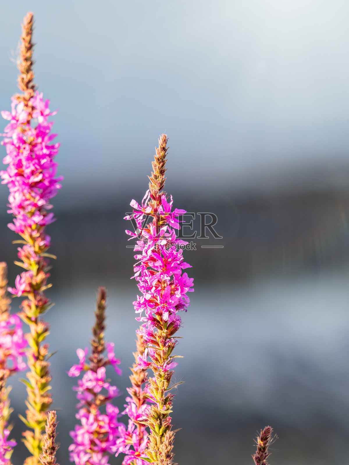 夏季,紫色开花,在绿色模糊的背景上。照片摄影图片