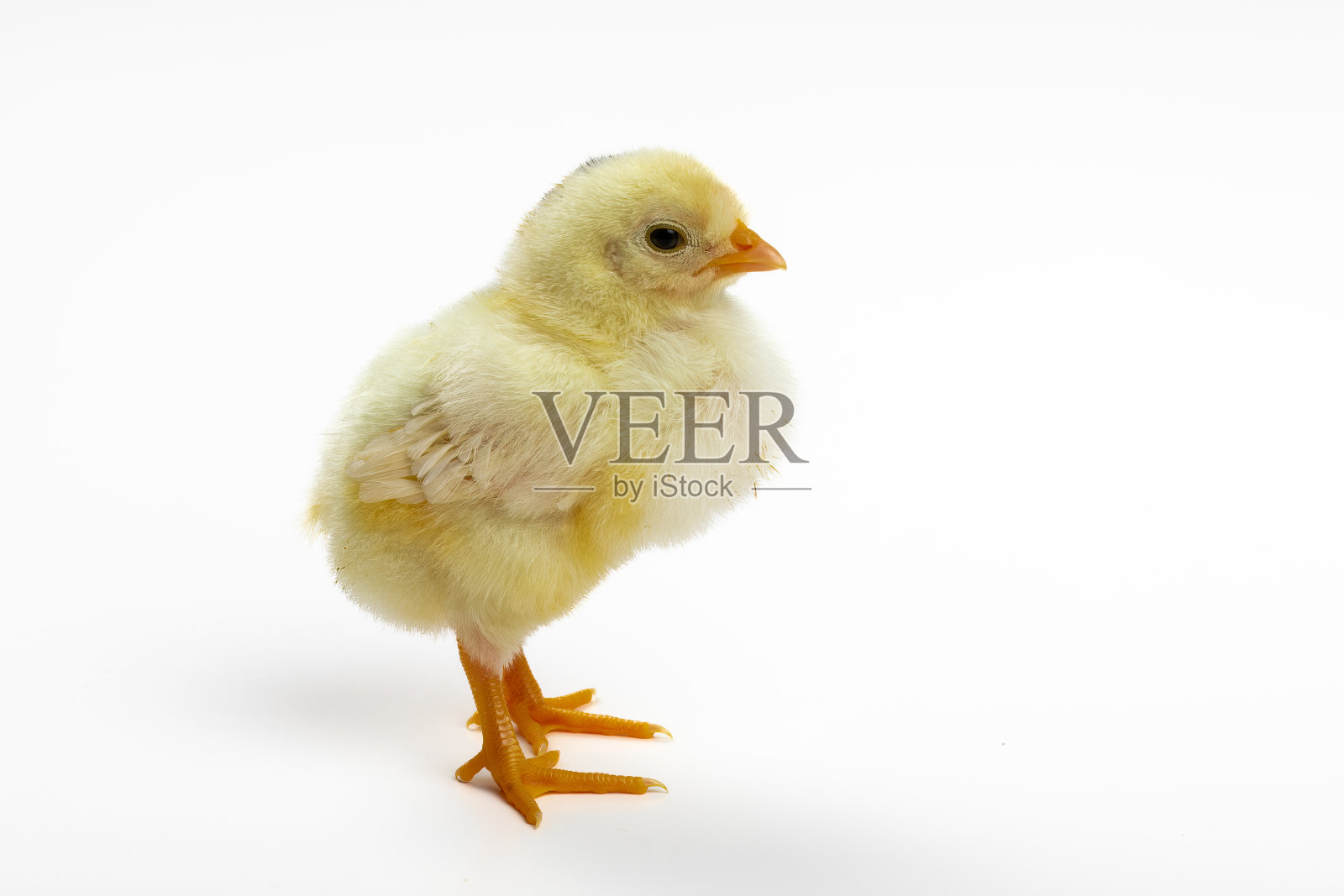 复活节快乐!新生的复活节小鸡:象征着春天的复兴照片摄影图片