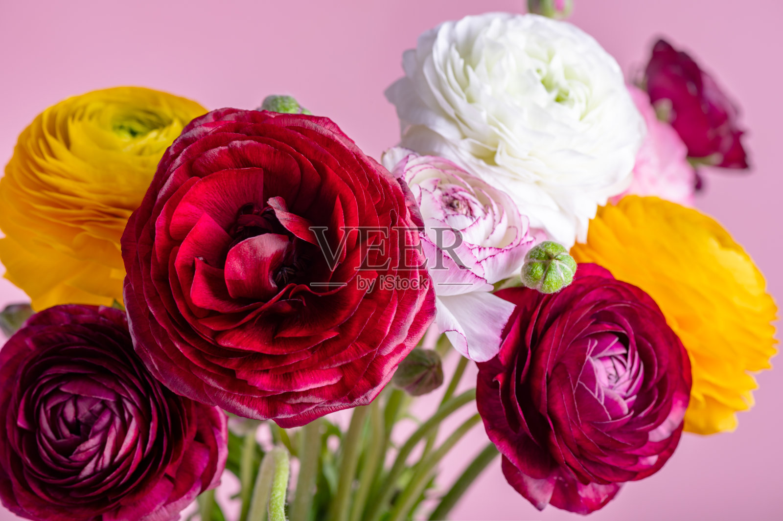 细嫩毛茛花的花卉布置照片摄影图片