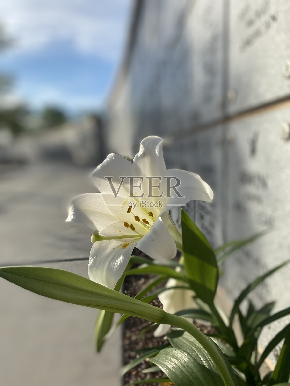 在老兵的记忆里百合花盛开照片摄影图片